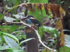 Alcedo peninsulae
