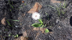 Gerbera viridifolia