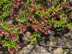 Cryptandra tomentosa