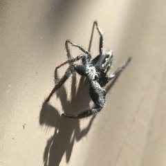 Ocrisiona leucocomis