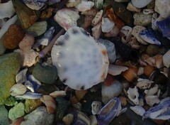 Spondylus nicobaricus