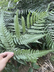 Diplazium dilatatum