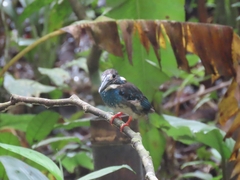 Alcedo peninsulae