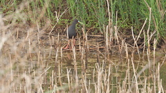 Pardirallus sanguinolentus