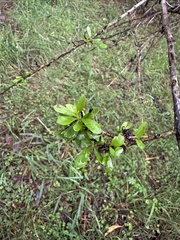 Bursaria spinosa