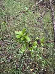 Bursaria spinosa