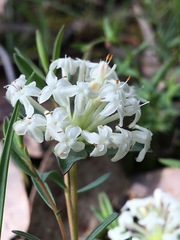 Pimelea linifolia
