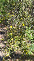 Hibbertia linearis