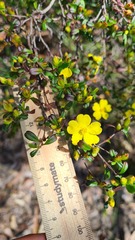 Hibbertia linearis