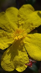 Hibbertia linearis