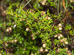 Cryptandra tomentosa