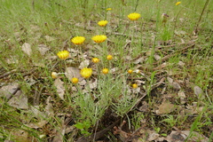 Leucochrysum albicans