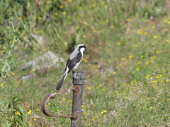 Lanius excubitoroides