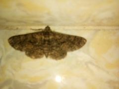 Peribatodes rhomboidaria