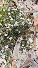 Mitrasacme polymorpha