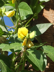Vigna luteola