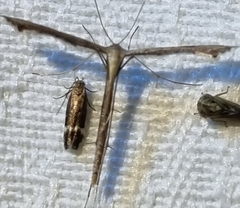 Stenoptilodes taprobanes