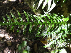 Microsorum scandens