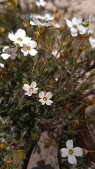 Mitrasacme polymorpha