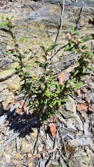 Xanthosia pilosa