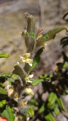 Xanthosia pilosa