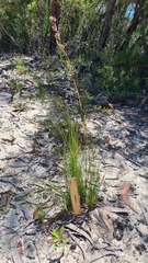 Schoenus villosus