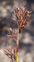 Schoenus villosus