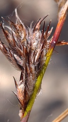 Schoenus villosus