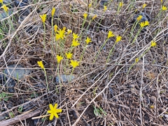 Narcissus cavanillesii