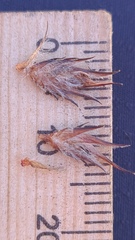 Schoenus villosus