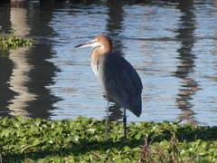 Ardea goliath