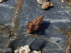 Phycothais reticulata