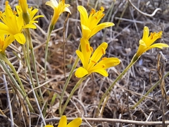 Narcissus cavanillesii