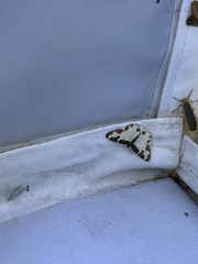 Lomaspilis marginata