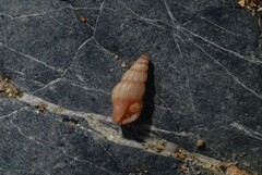 Conoidea