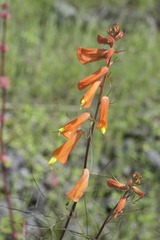 Castilleja tenuifolia