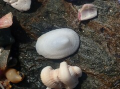 Tugali parmophoidea