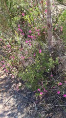 Boronia serrulata