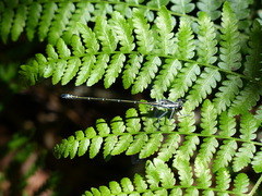 Austroargiolestes icteromelas