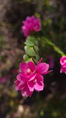 Boronia serrulata