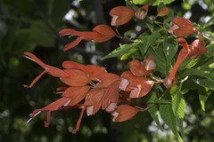 Salvia sessei