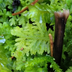 Trichocolea tomentella