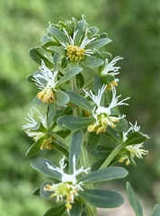Reseda phyteuma