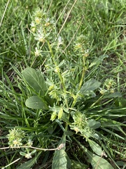 Reseda phyteuma