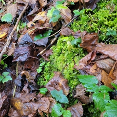 Trichocolea tomentella