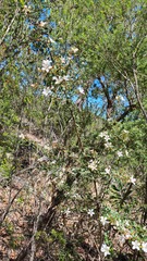 Philotheca hispidula