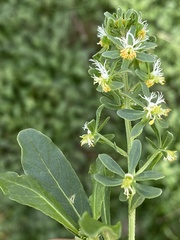 Reseda phyteuma