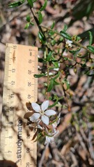 Philotheca hispidula