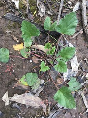 Pelargonium rodneyanum