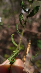 Philotheca hispidula